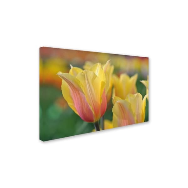 Cora Niele 'Tulip Flower Blushing Beauty' Canvas Art,12x19